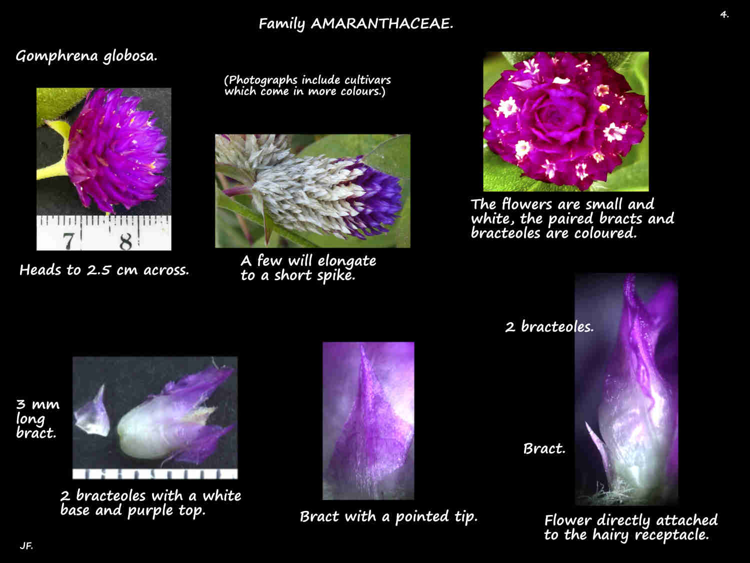 4 Bracts on Gomphrena globosa flowers