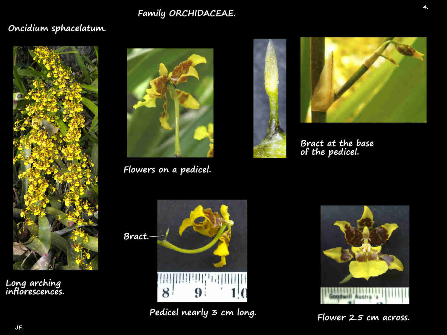 4 Bracts on Oncidium sphacelatum pedicels