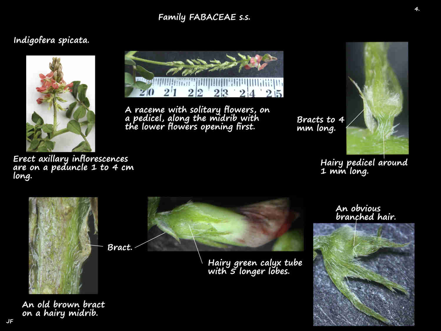 4 Bracts & sepals in Indigofera spicata racemes