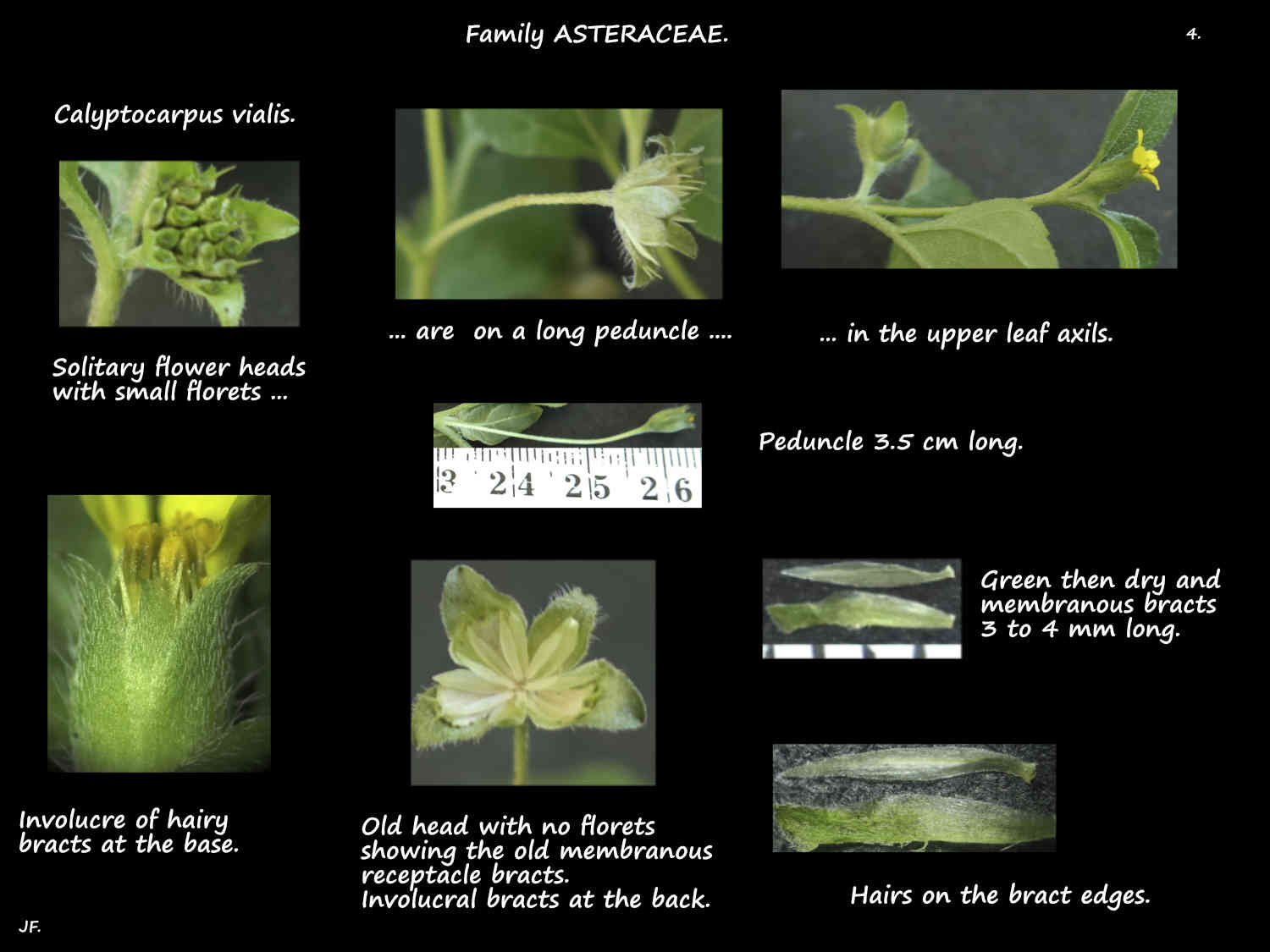 4 Calyptocarpus vialis involucral bracts