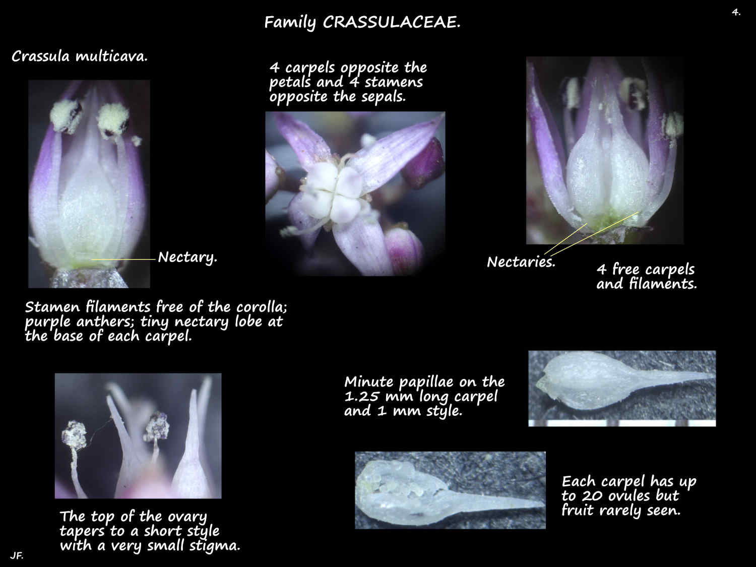 4 Crassula multicava stamens, carpels & ovules