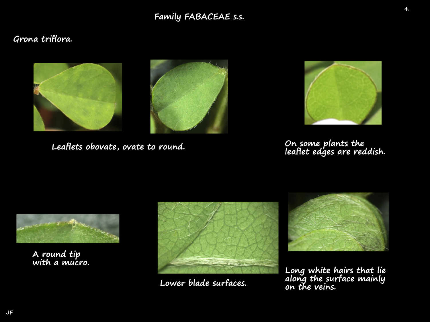 4 Creeping tick-trefpoil leaves