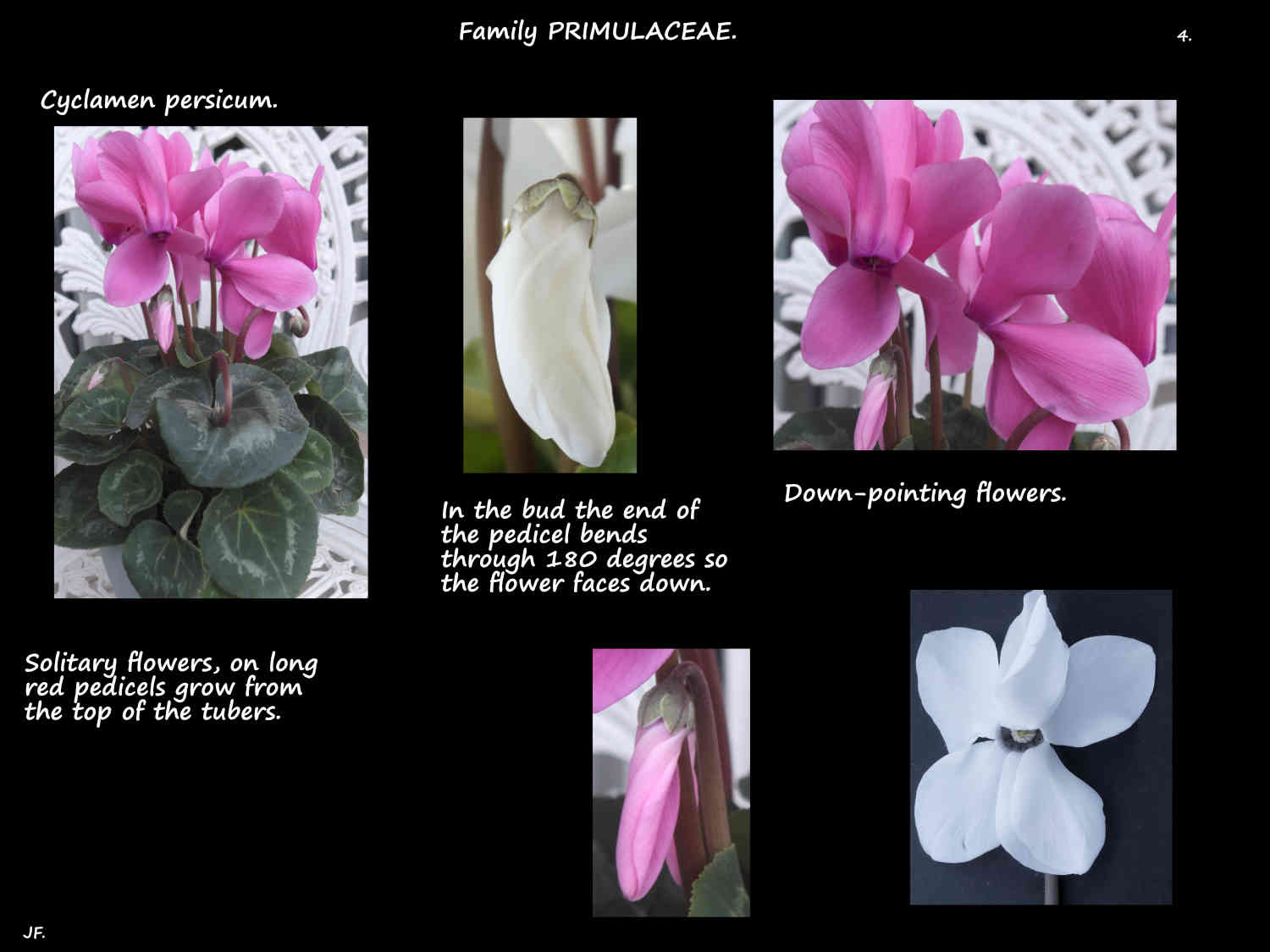 4 Cyclamen persicum flowers