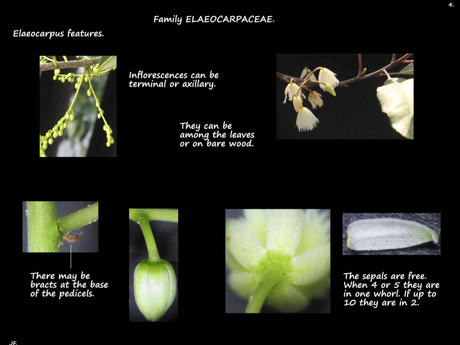 4 Eleaocarpus bracts & sepals