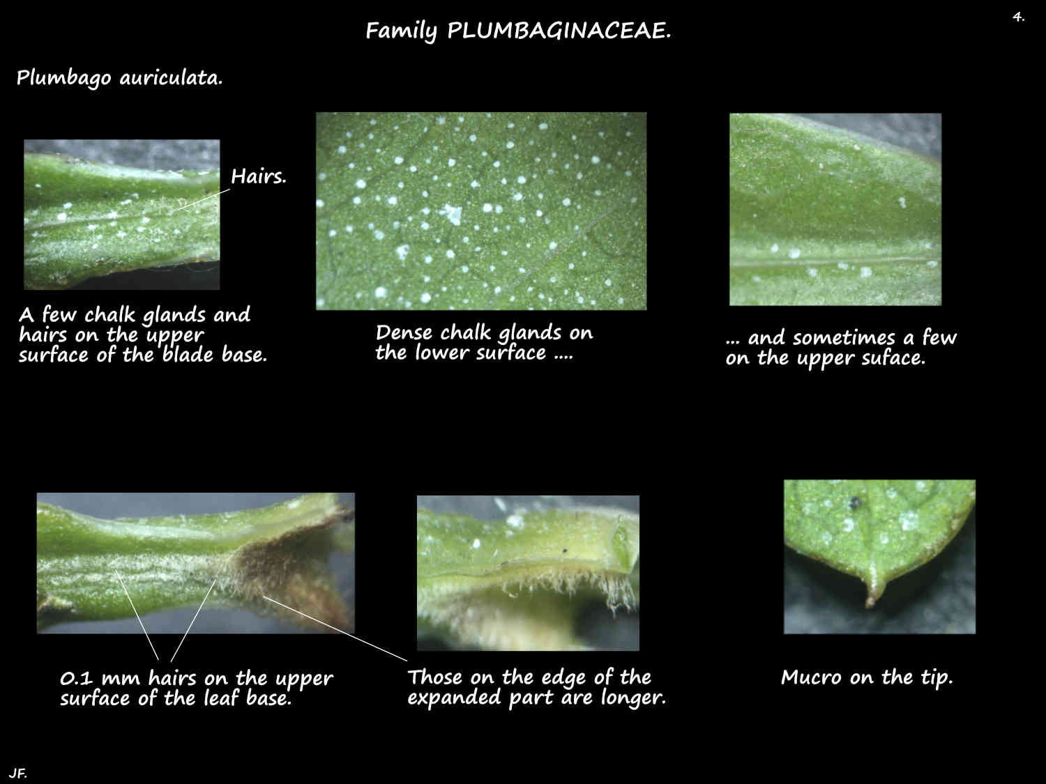 4 Hairs & chalk glands on Plumbago leaves