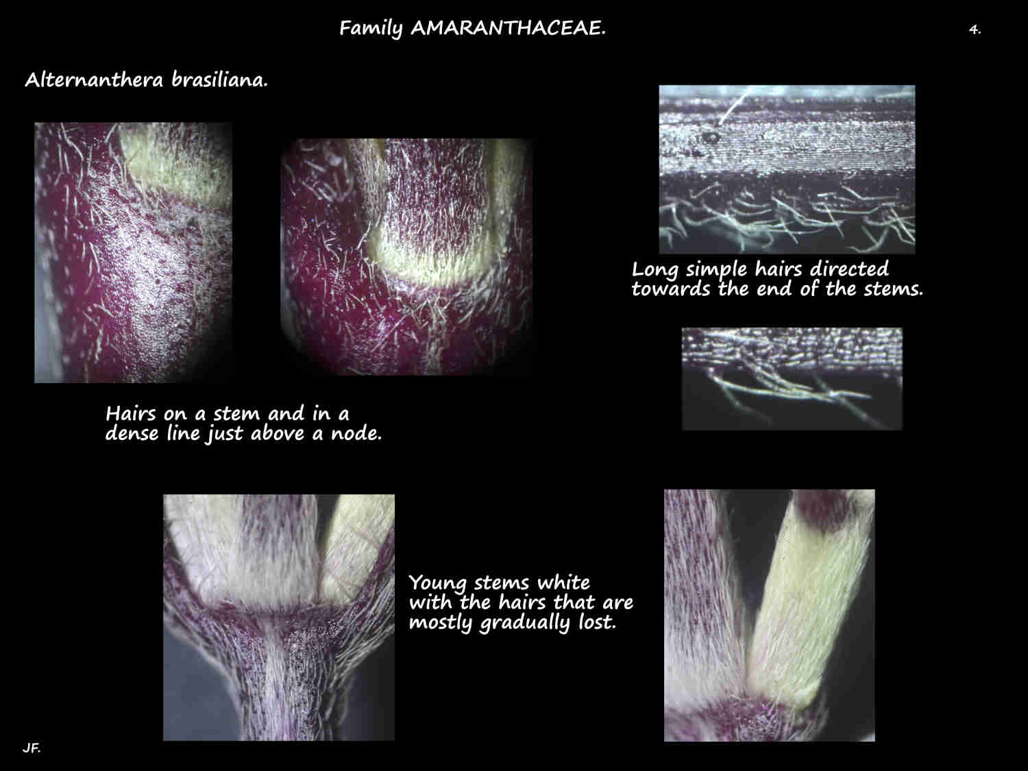 4 Hairs on Alternanthera brasiliana stems