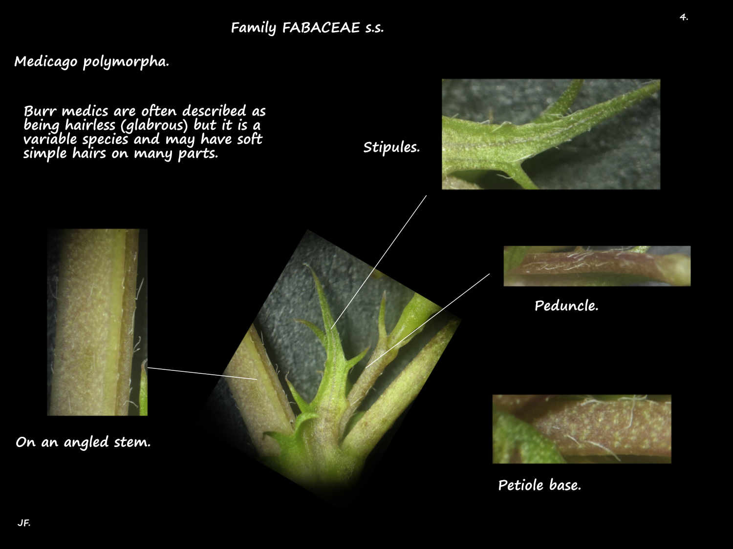 4 Hairs on Hairy medic plants