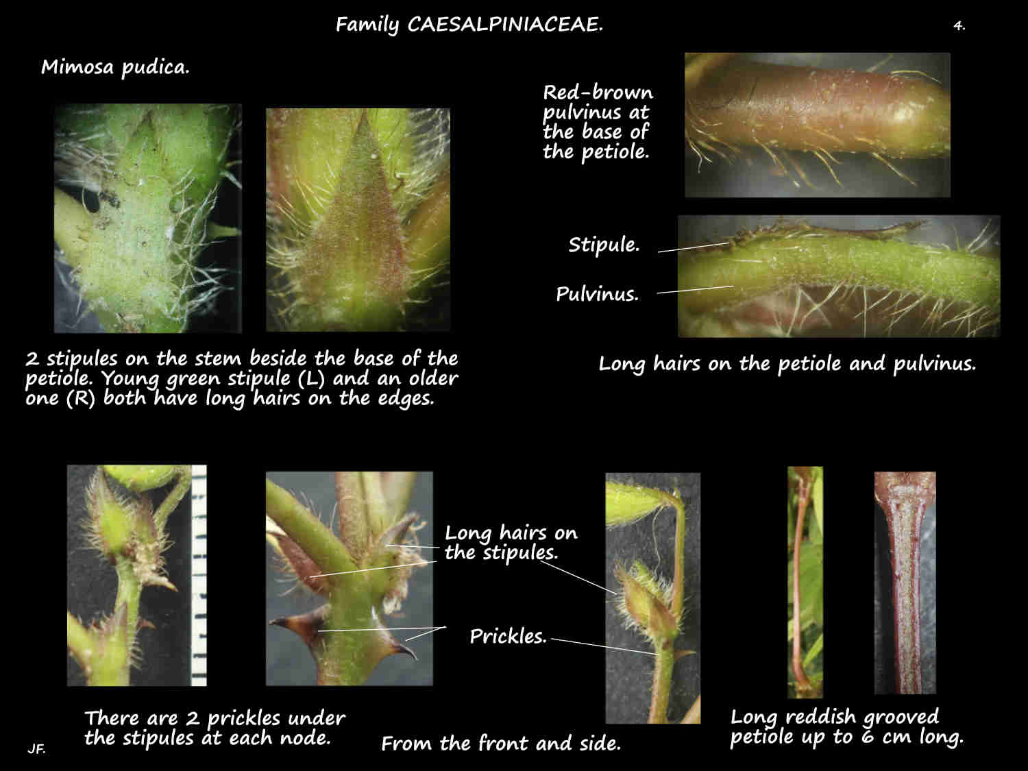 4 Hairs on Mimosa pudica stipules