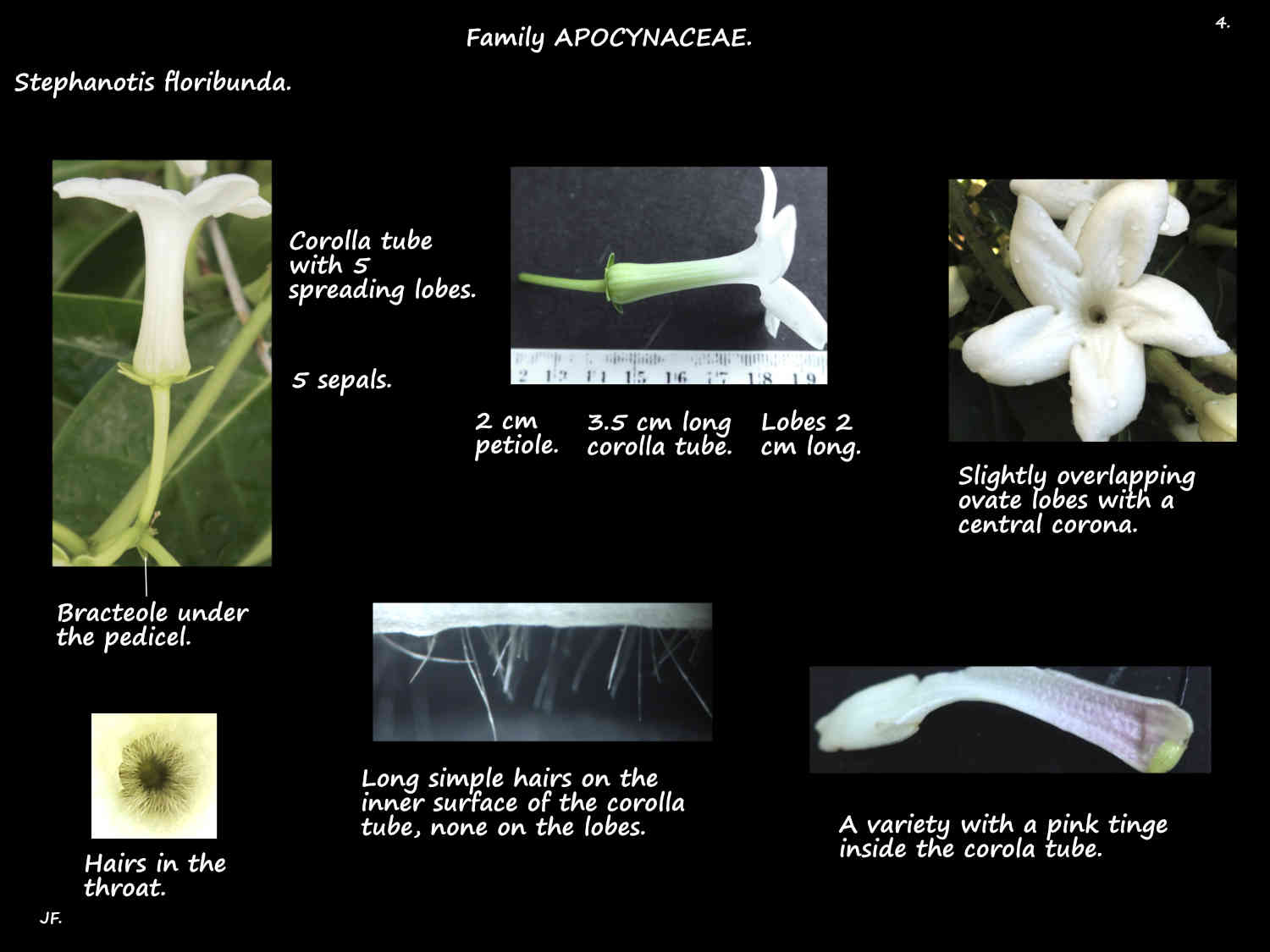 4 Hairs on the Stephanotis floribunda corolla