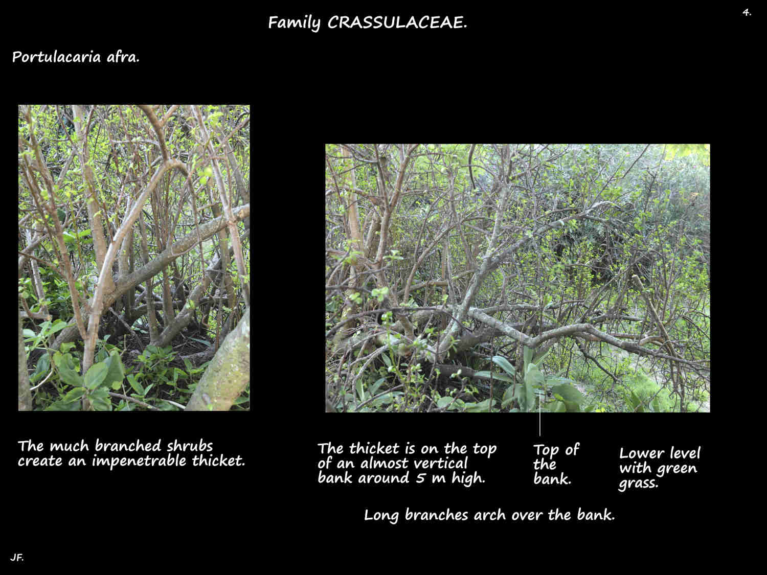 4 Impenetrable Portulacaria afra thicket