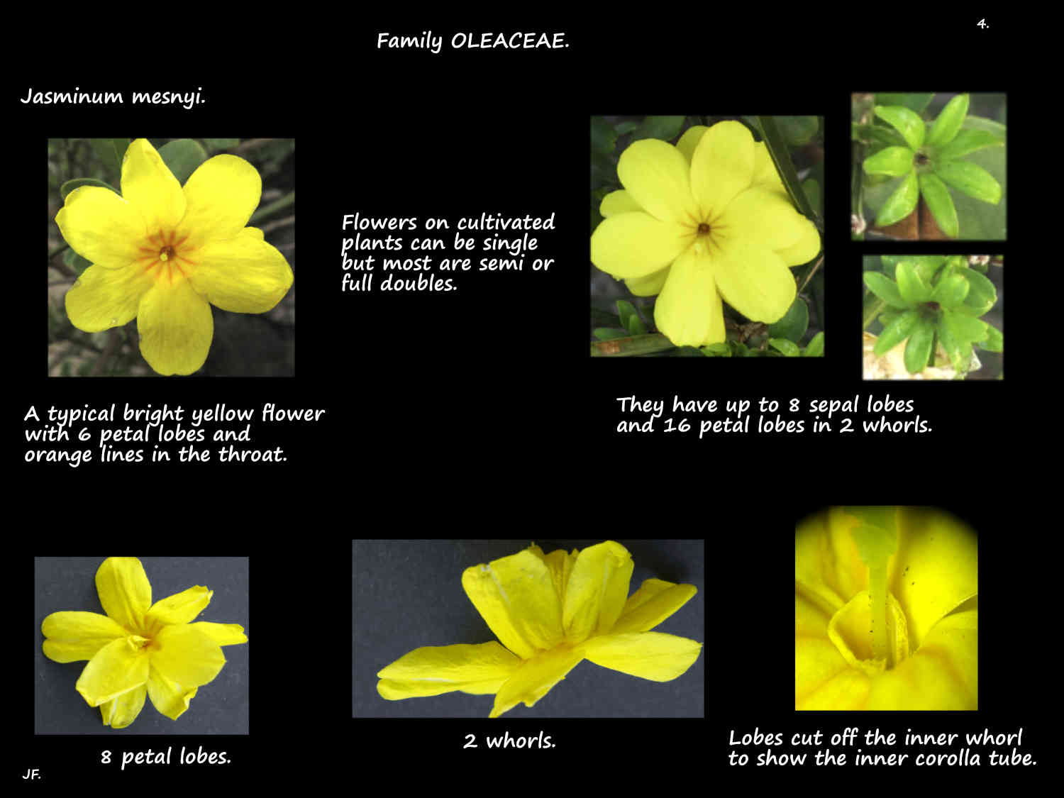 4 Jasminum mesnyi sepals & petals