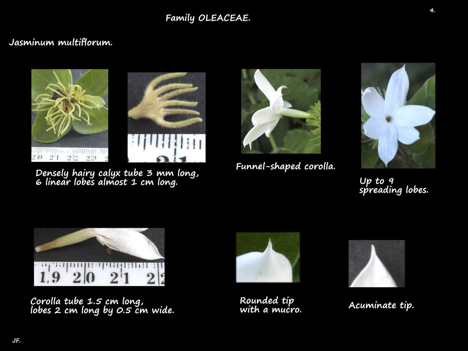 4 Jasminum multiflorum sepals & petals