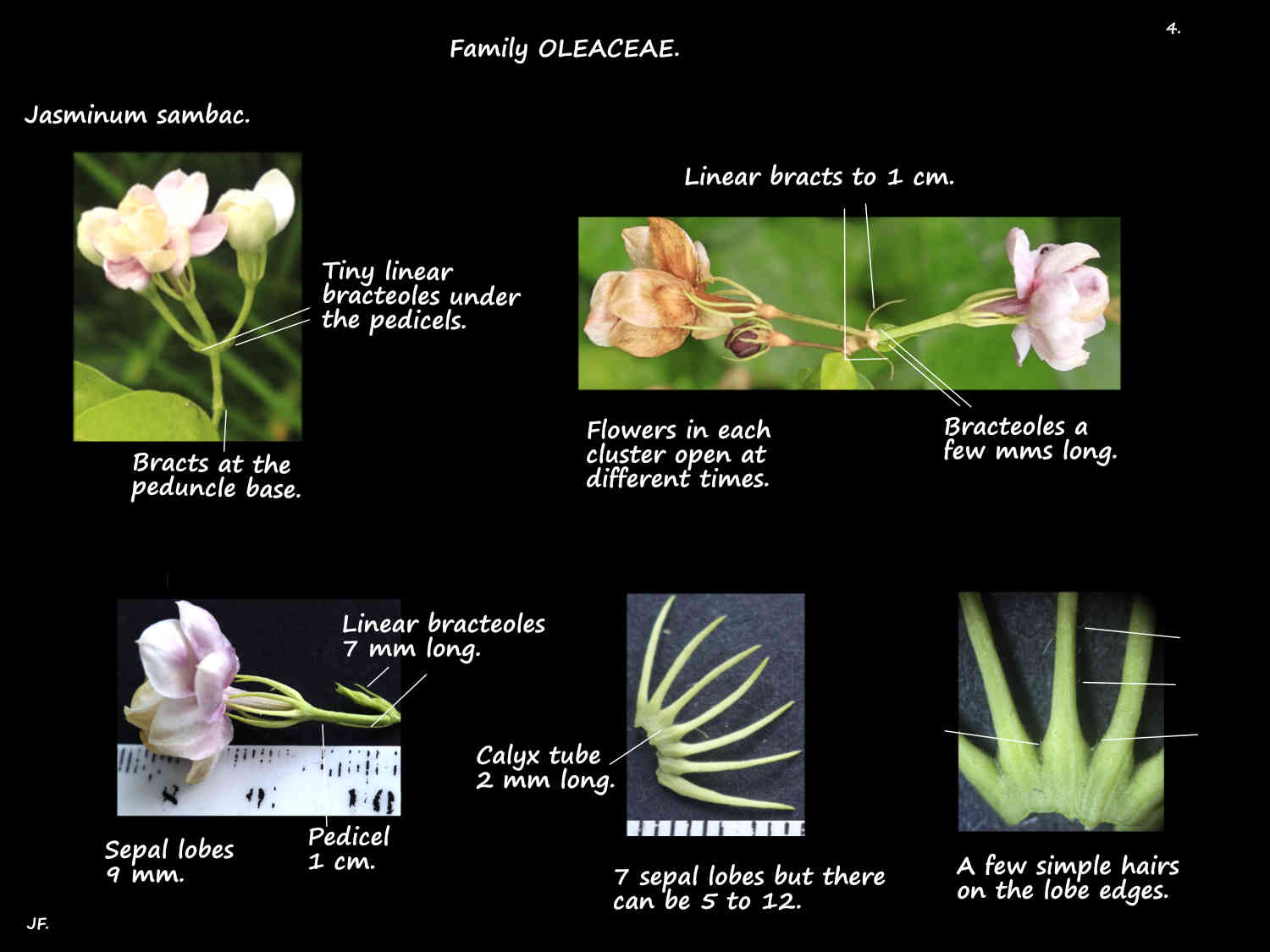 4 Jasminum sambac bracts & sepals