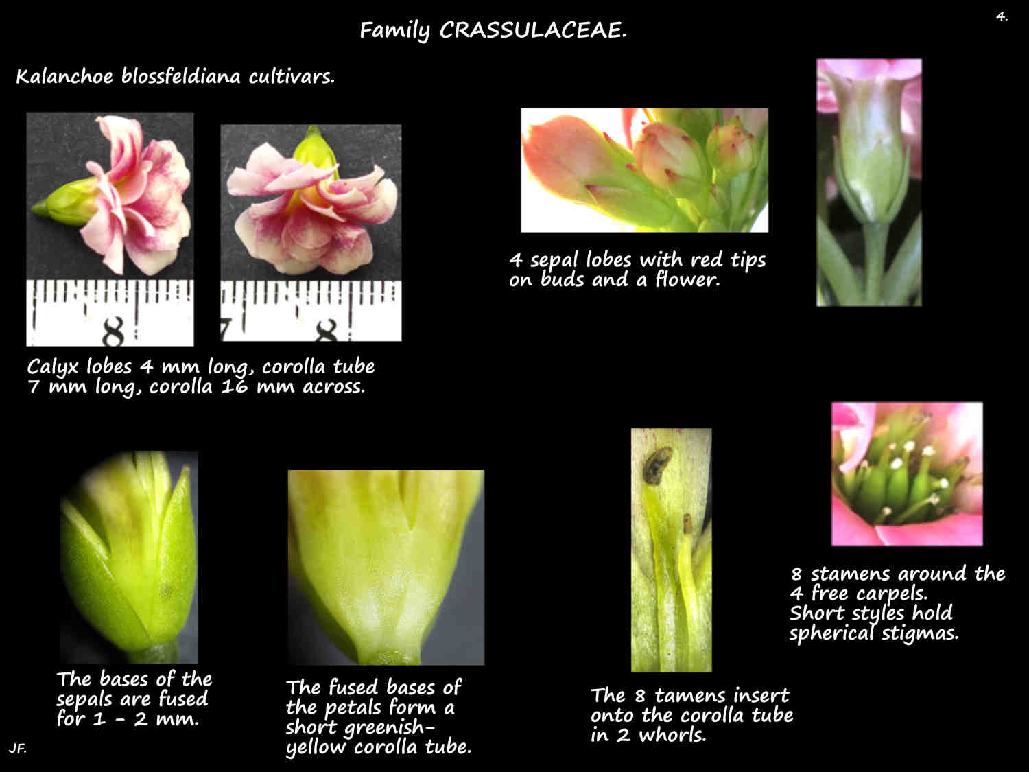 4 Kalanchoe blossfeldiana cultivars 2