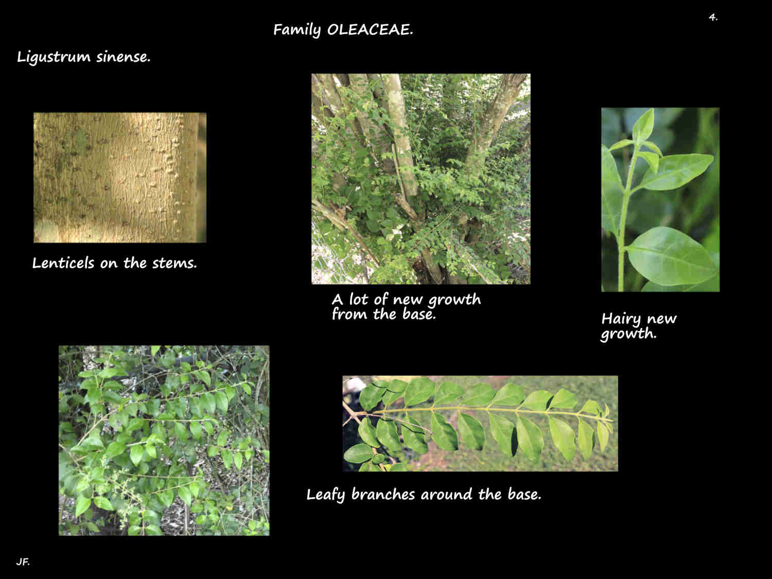 4 Lenticels & leaves of a Ligustrum sinense tree