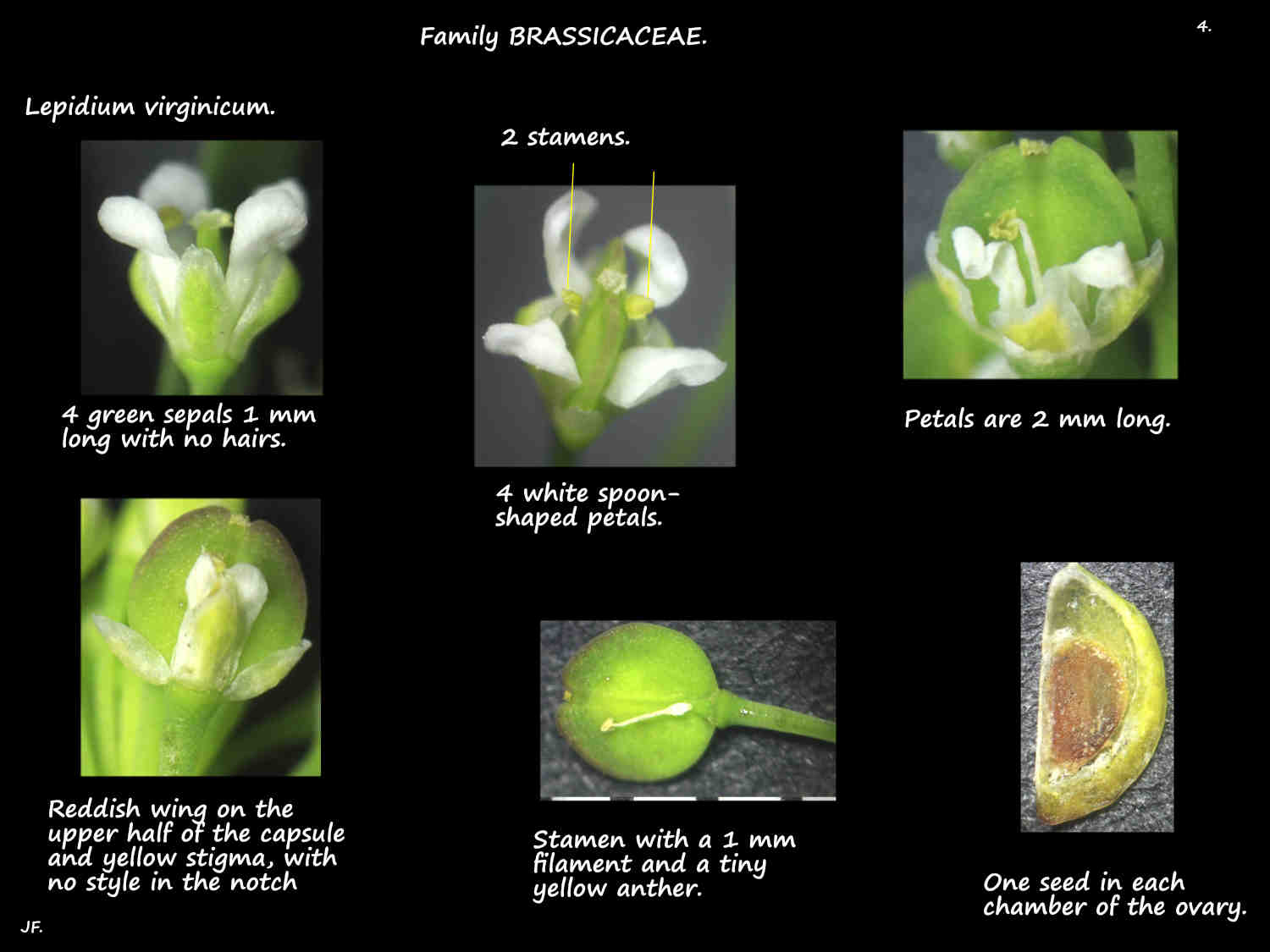 4 Lepidium virginicum sepals & petals