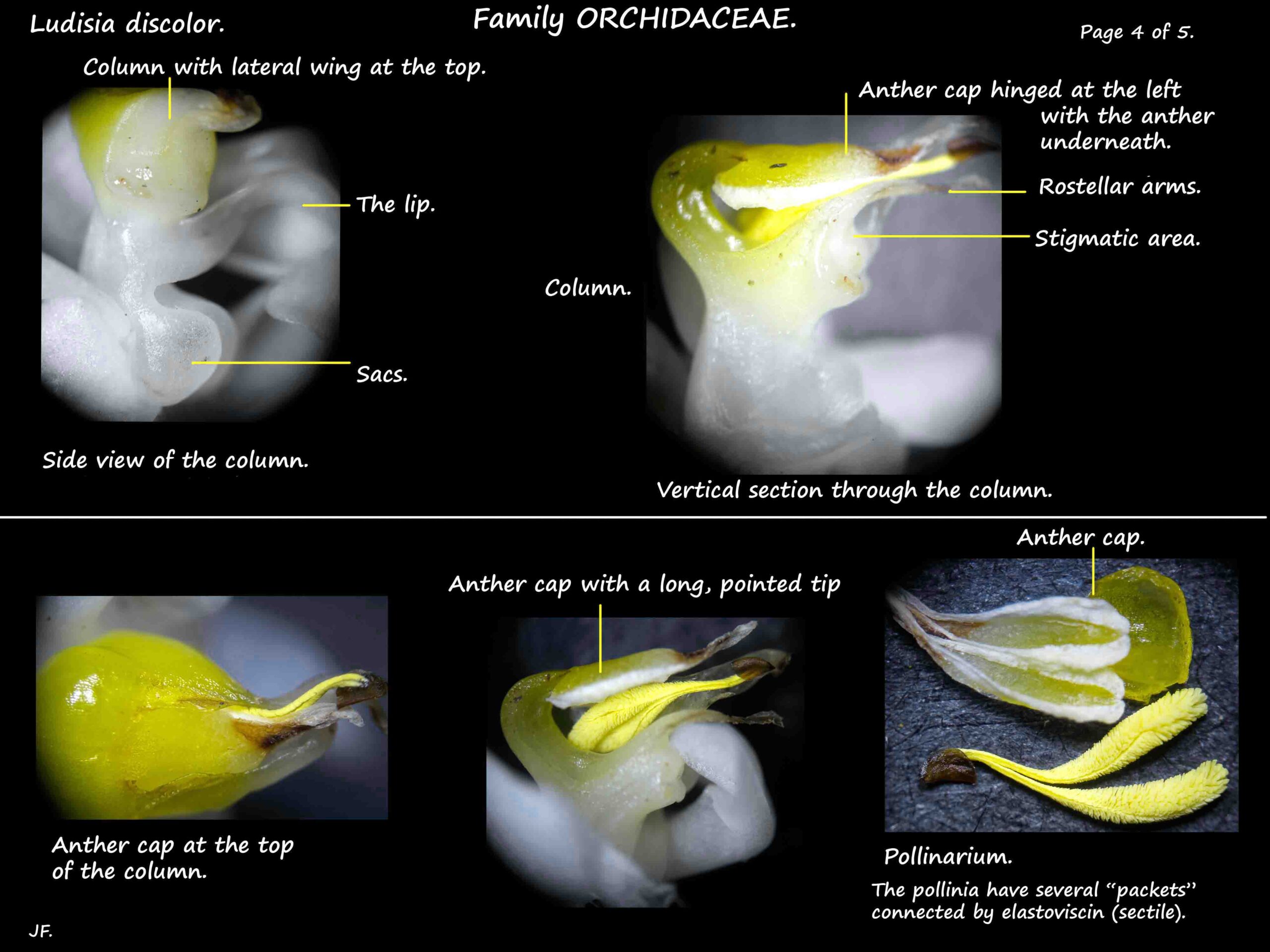 4 Ludisia column, anthers, pollinia & stigma