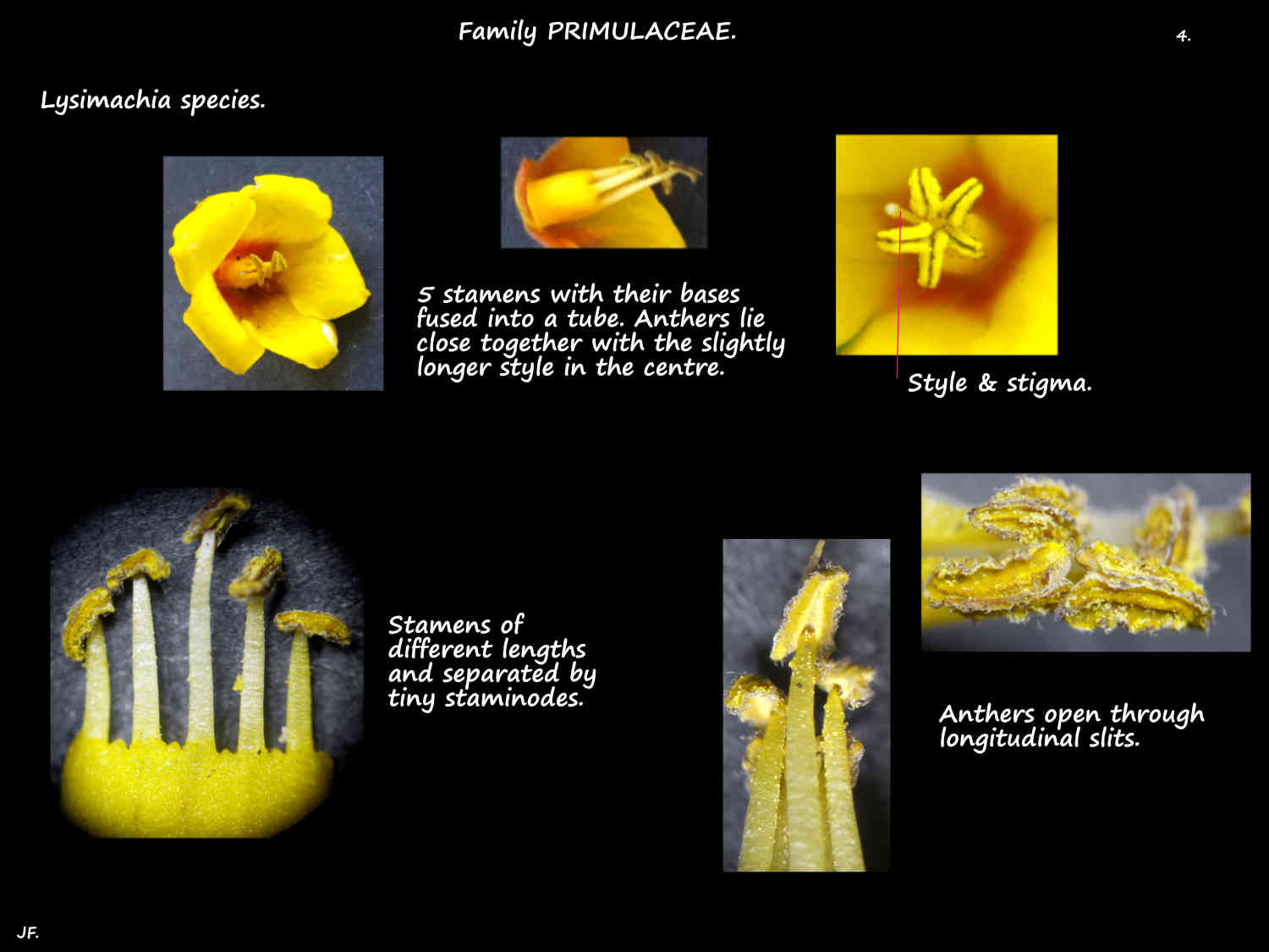 4 Lysimachia stamens & staminodes