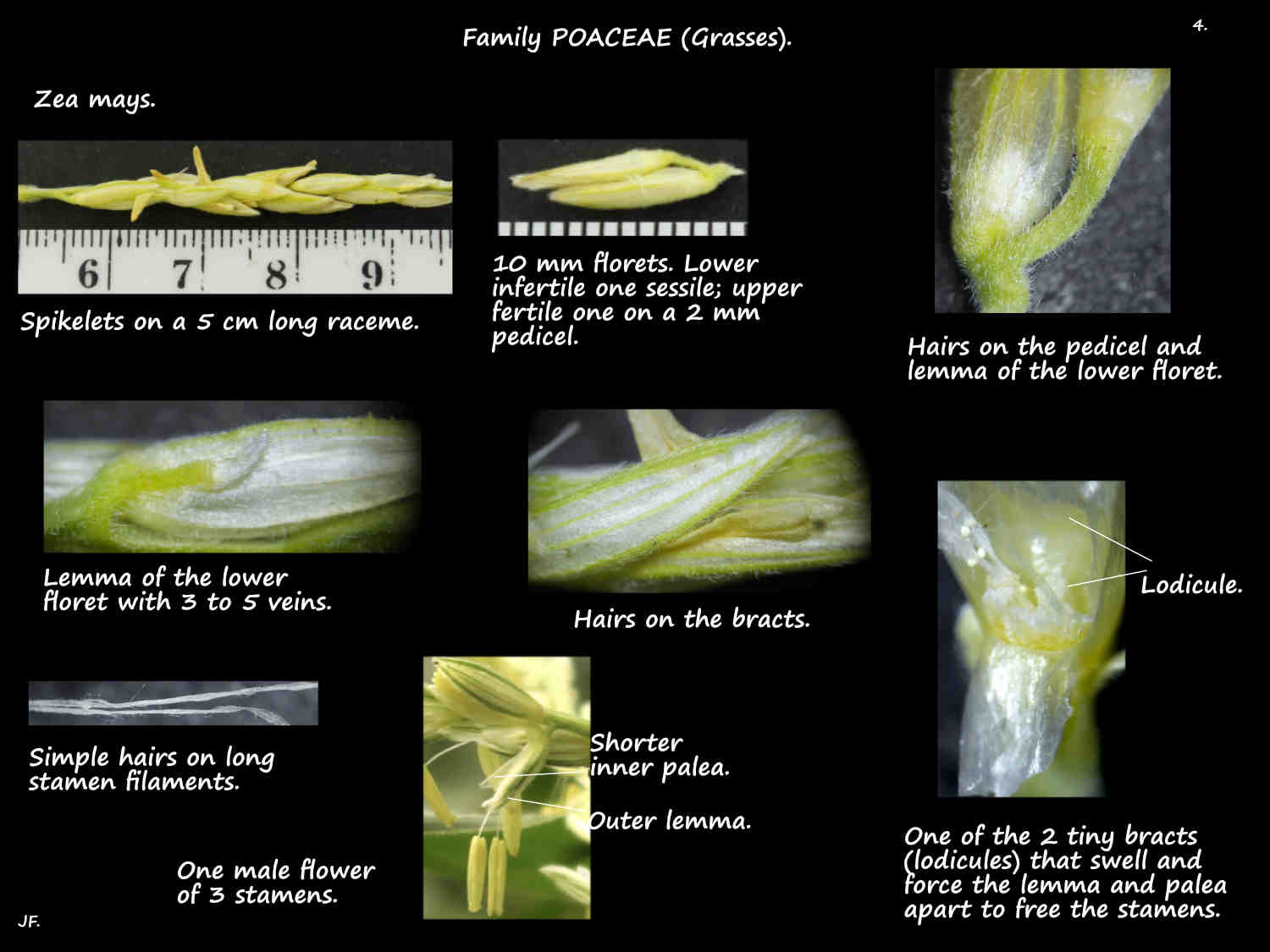 4 Male Maize flower of bracts & stamens