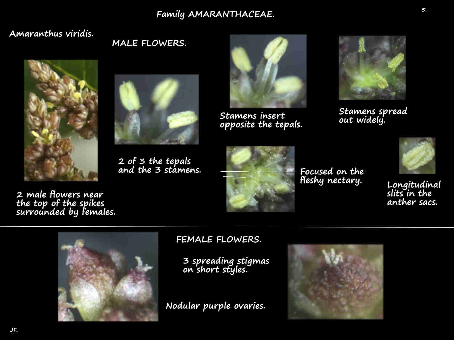 4 Male & female Amaranthus viridis flowers