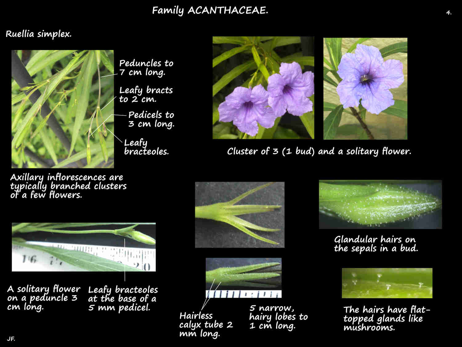 4 Mexican petunia inflorescences & sepals