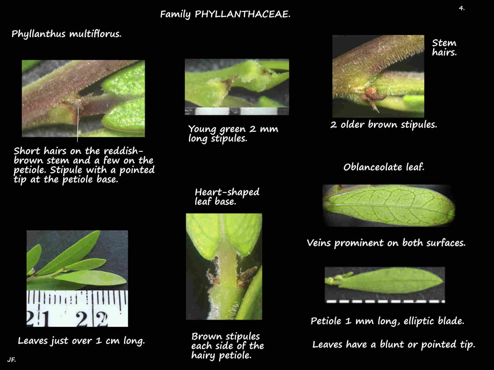 4 Phyllanthus multiflorus leaves & stipules