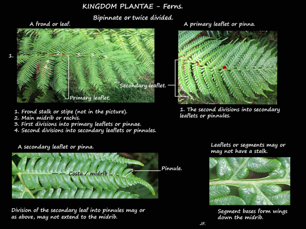 Fern classification, structure & life cycle - Botany Brisbane