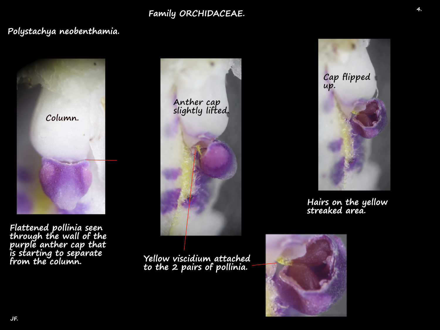 4 Polystachya neobenthamia pollinia