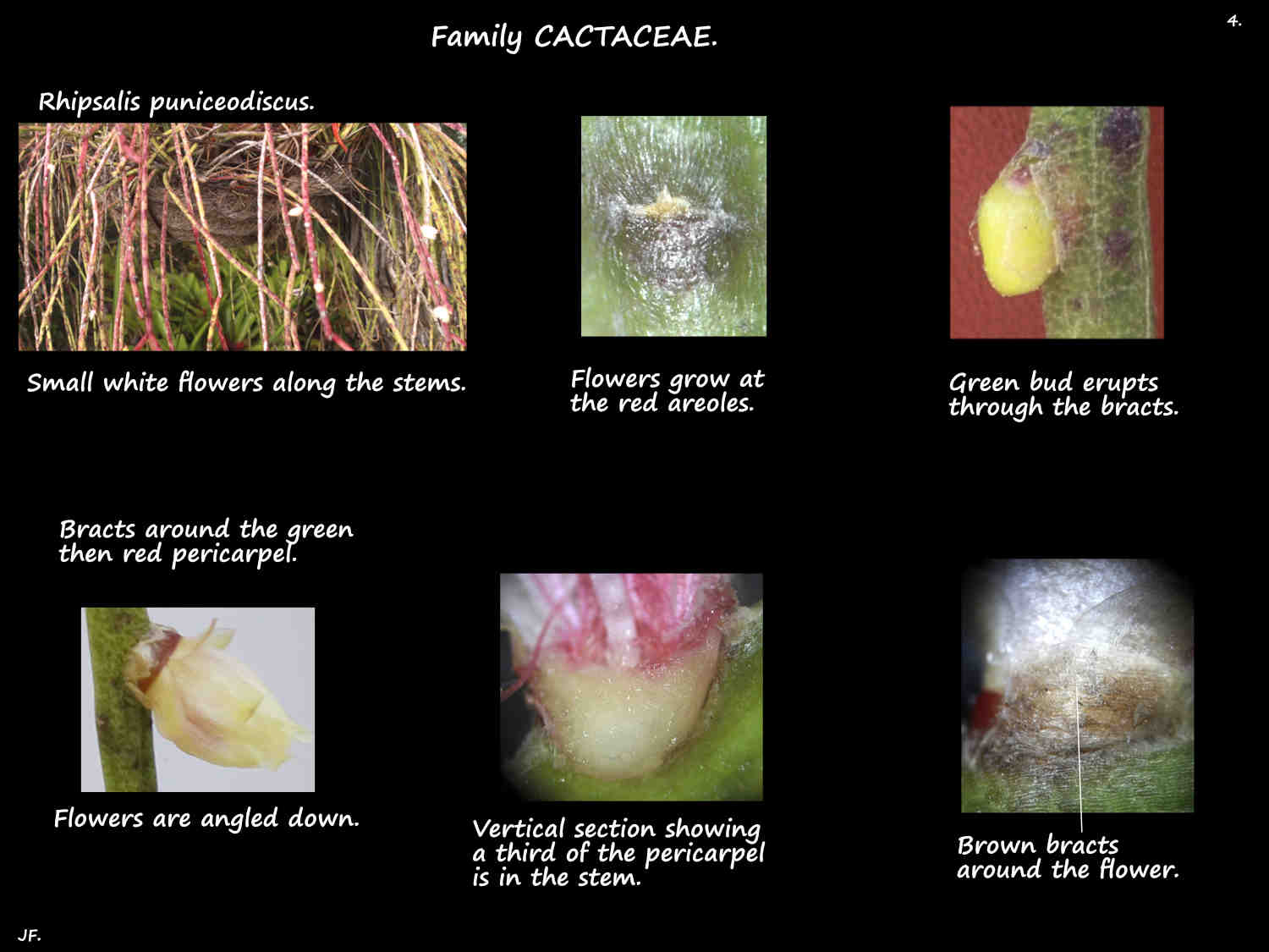 4 Rhipsalis puniceodiscus areoles & bracts