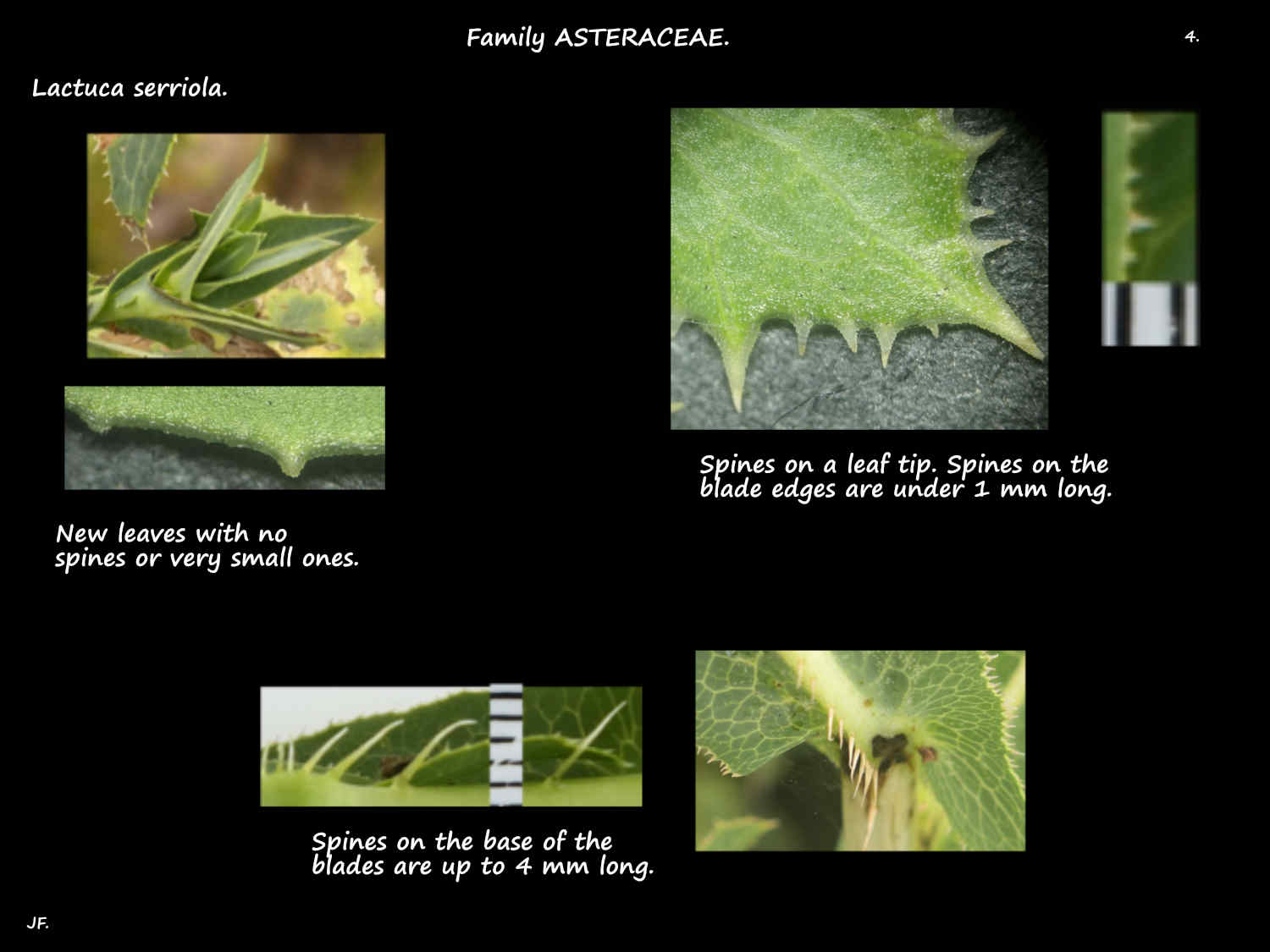 4 Spines on Lactuca serriola leaves