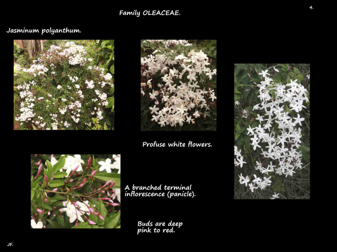 4 Winter Jasminum inflorescences