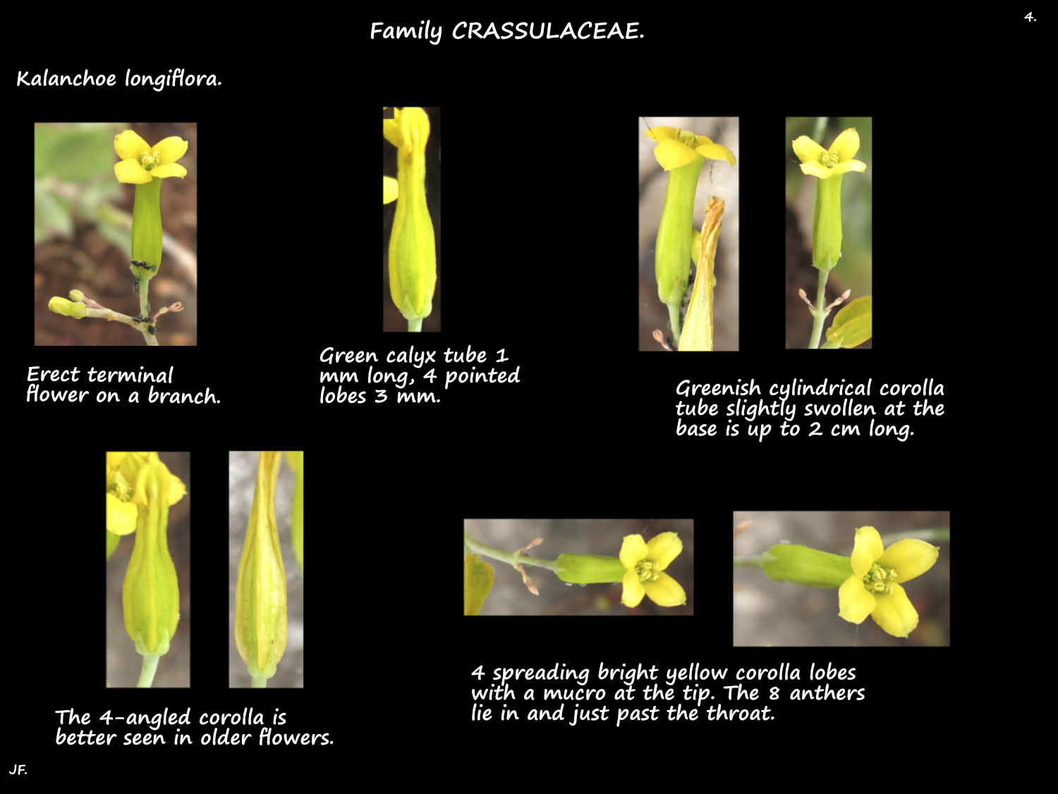 4 Yellow Long-flower Kalanchoe flowers