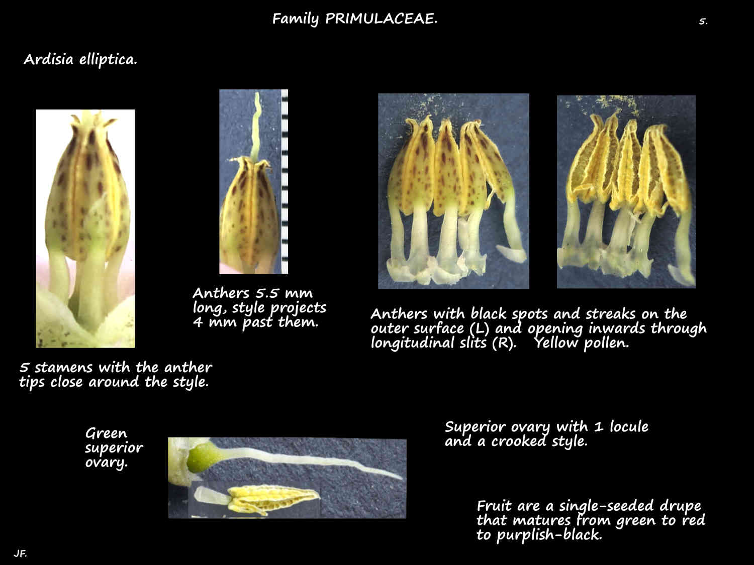 5 Ardisia elliptica stamens & style