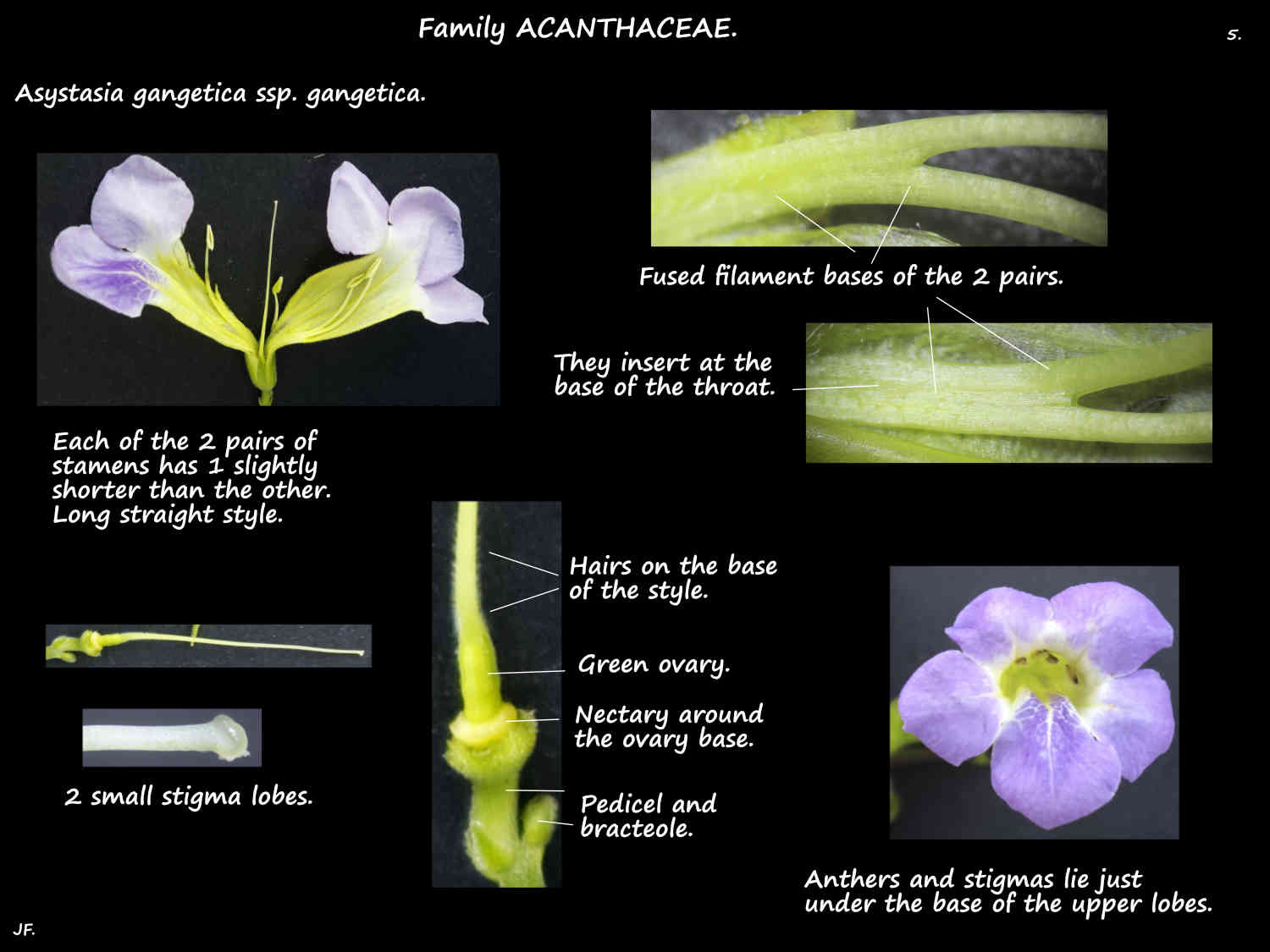 5 Asystasia gangetica stamens & stigmas