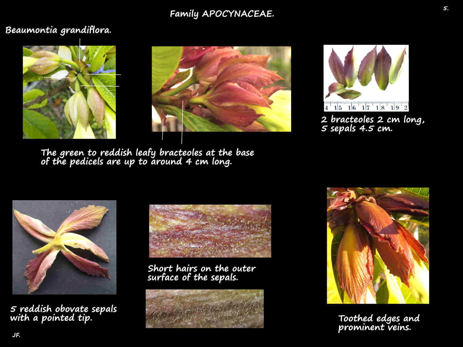 5 Beaumontia grandiflora bracteoles & sepals