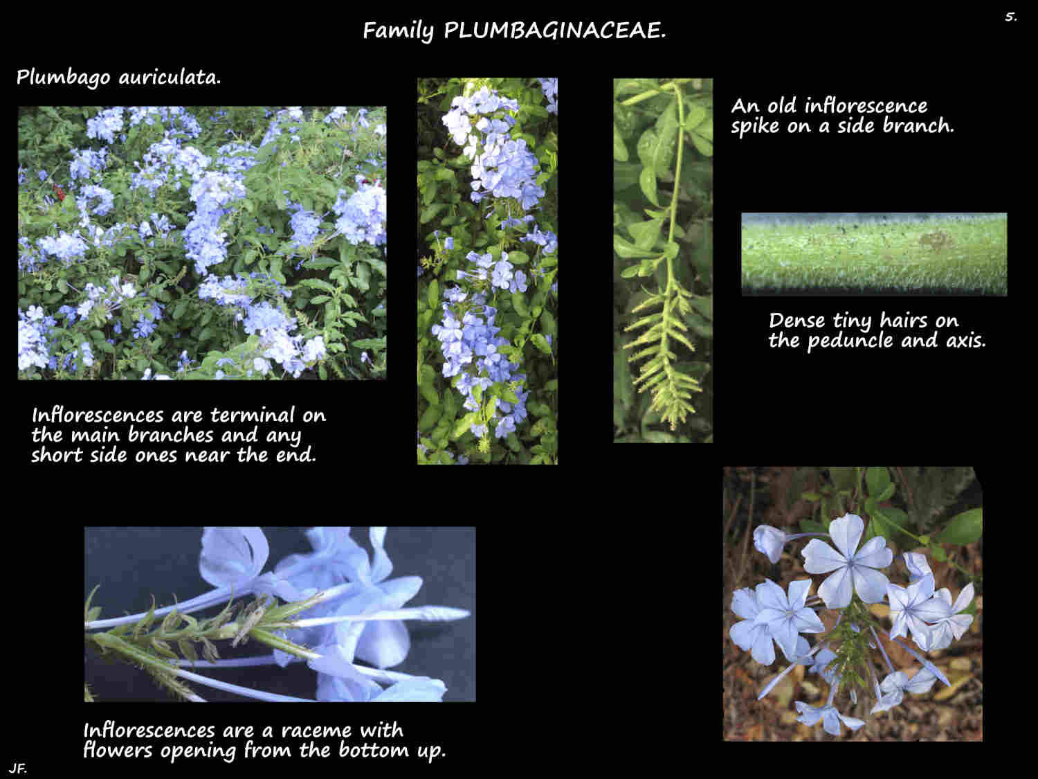 5 Blue Plumbago inflorescences