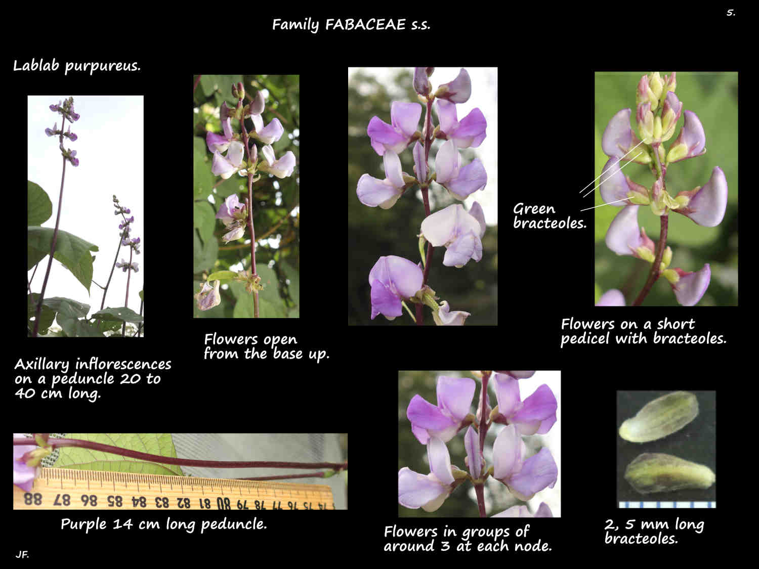 5 Bracteoles on Lablab pedicels