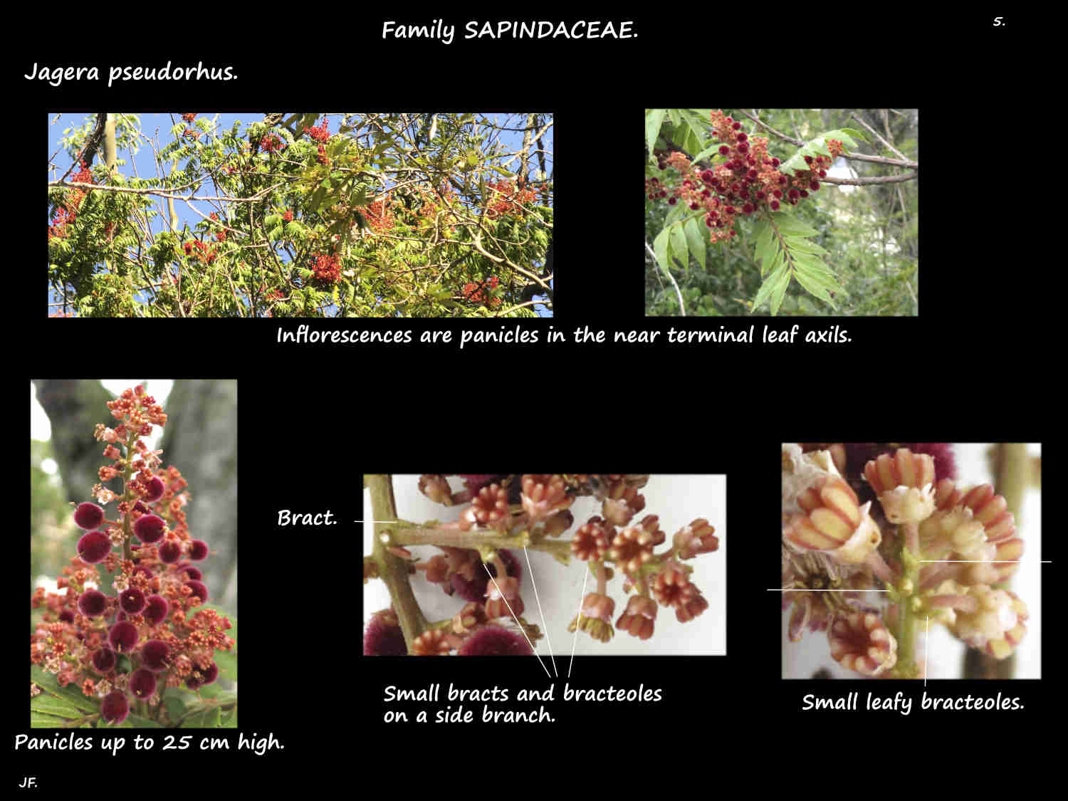 5 Bracts & bracteoles in Foam bark panicles