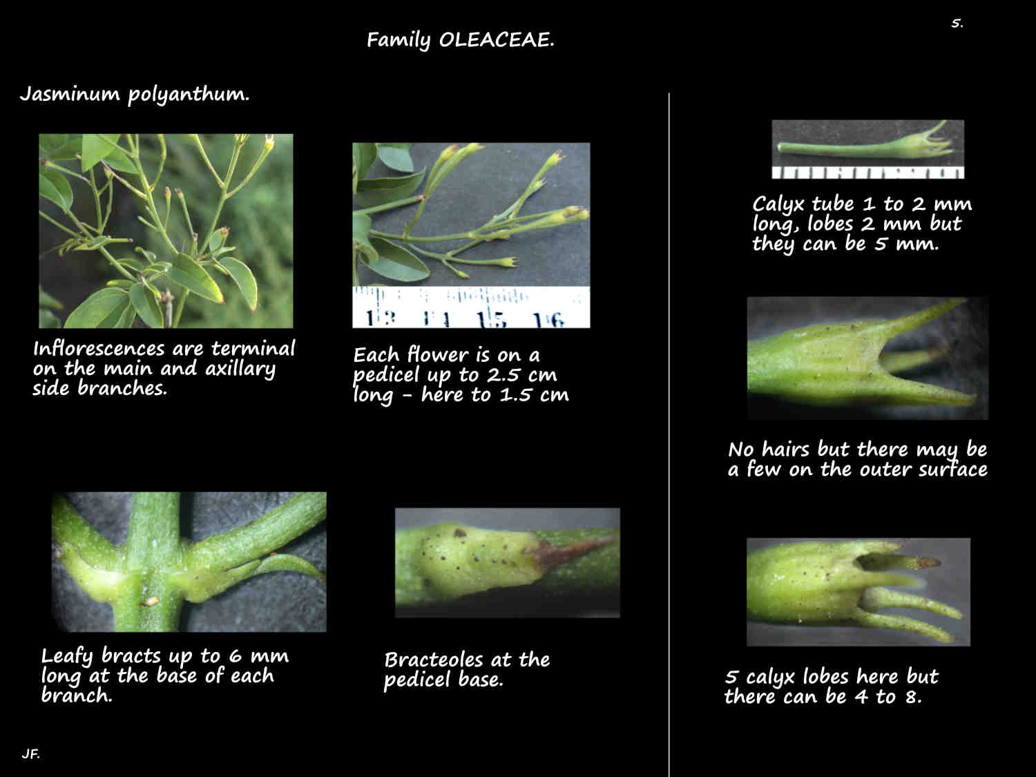 5 Bracts, bracteoles & sepals on Winter Jasminum