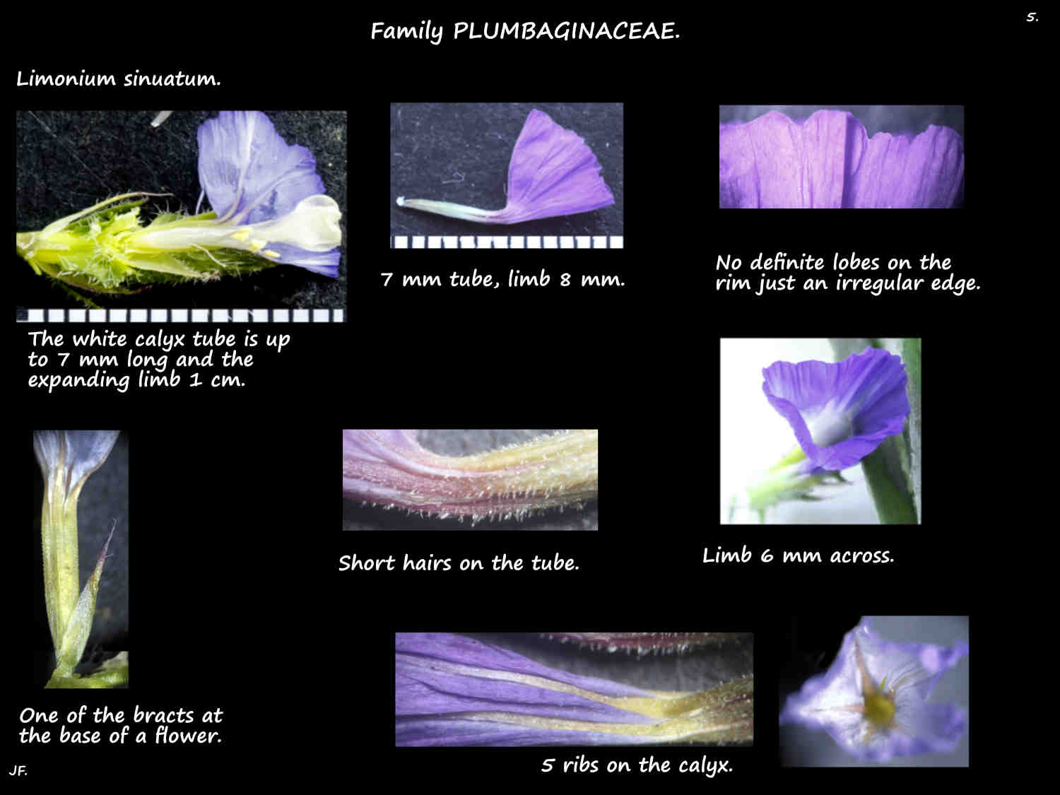 5 Calyx on Statice flowers