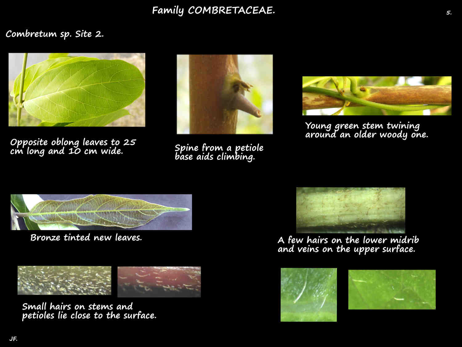 5 Combretum hairs & spines