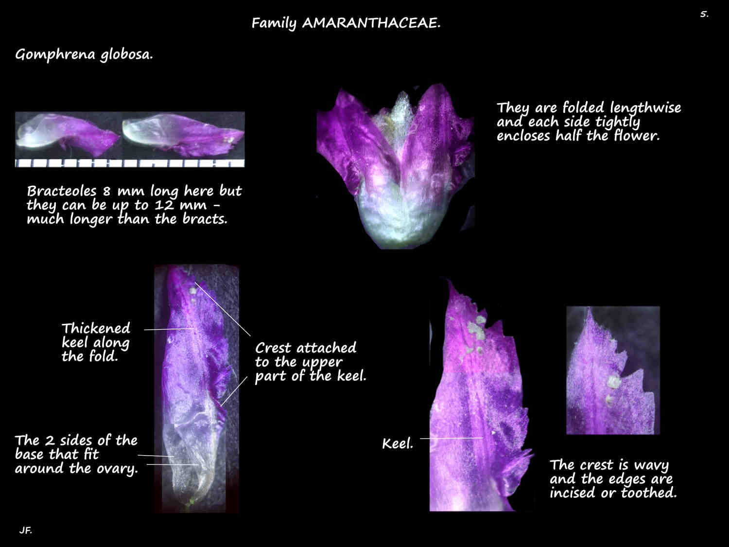 5 Crest on Gomphrena globosa bracteoles
