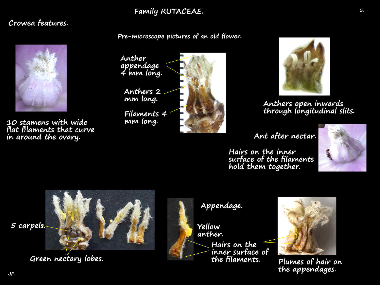 5 Crowea stamens & ovary