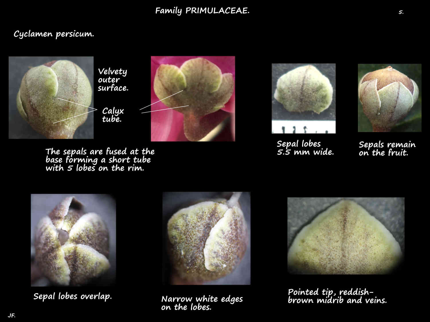 5 Cyclamen persicum sepals