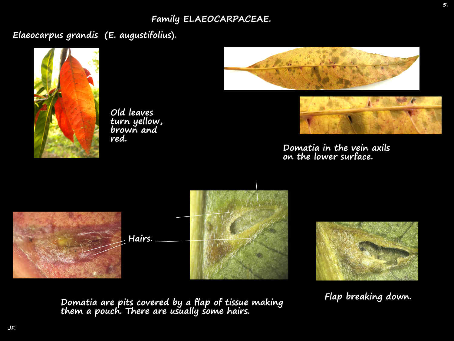 5 Domatia on Elaeocarpus grandis leaves