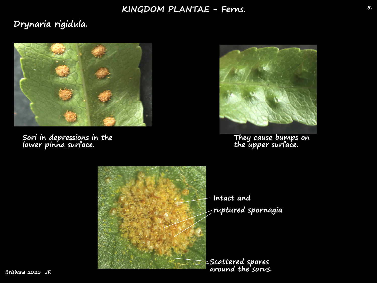 5 Drynaria rigidula sporangia