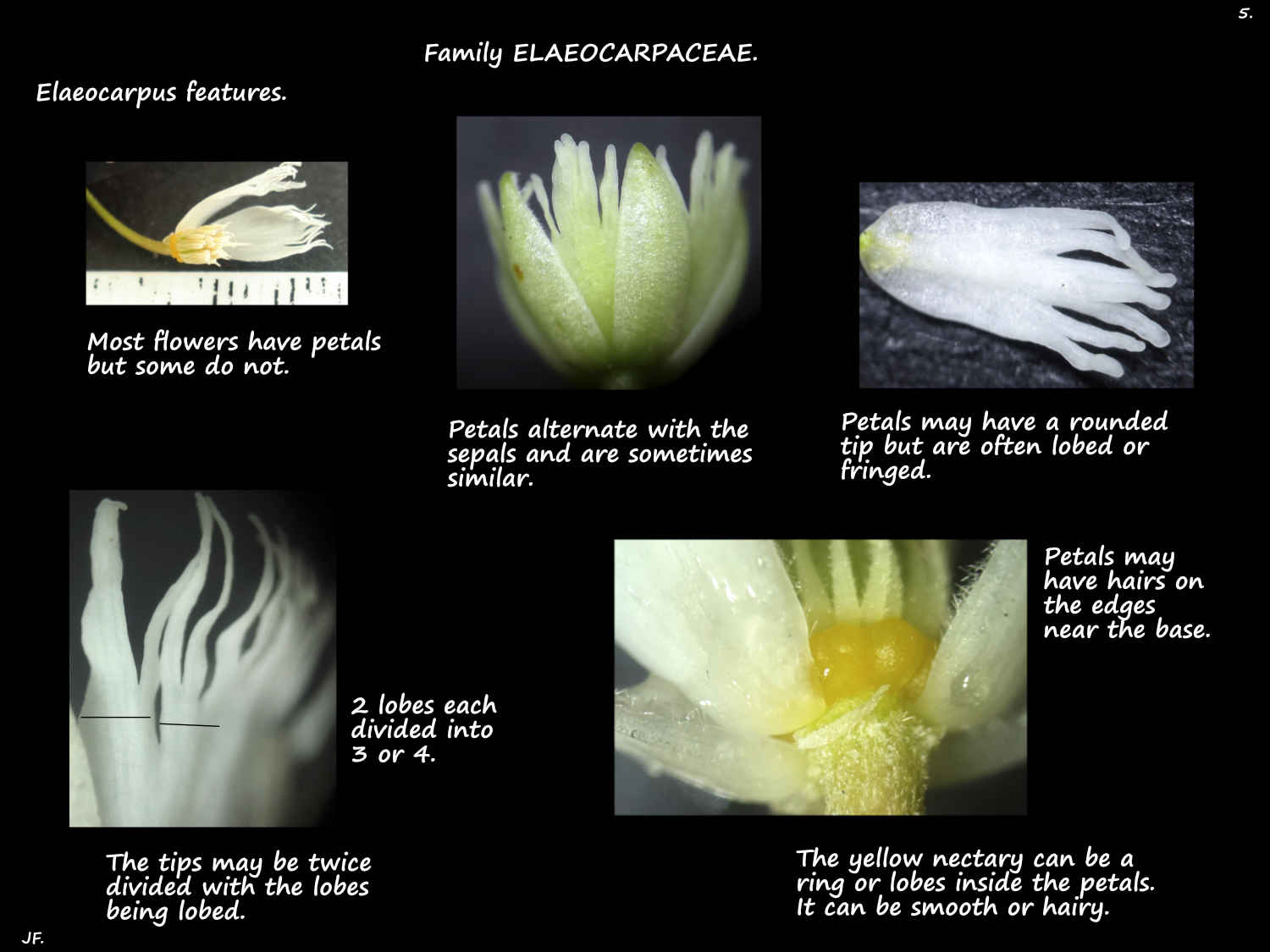 5 Eleaocarpus petals & nectary