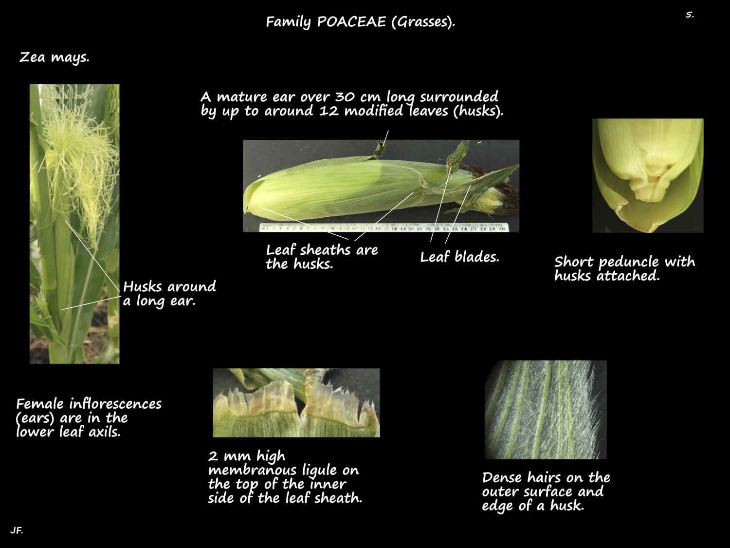 5 Female Zea mays ear, cob, husks & ligule