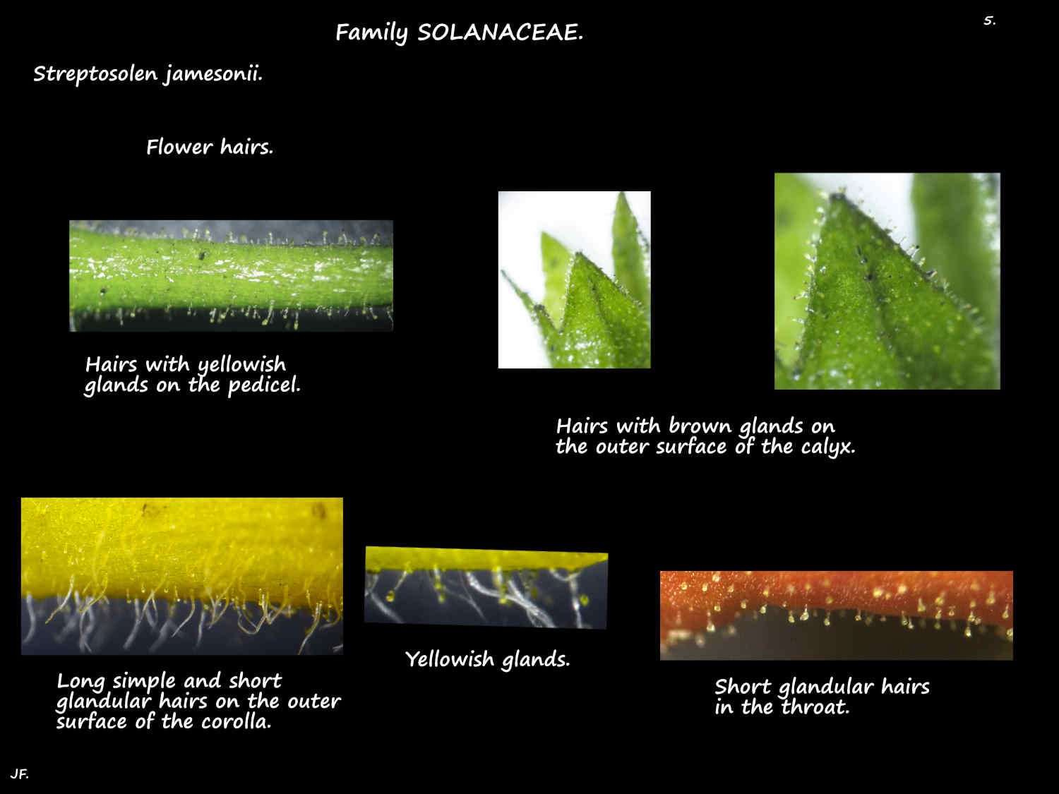 5 Hairs on Streptosolen sepals & petals