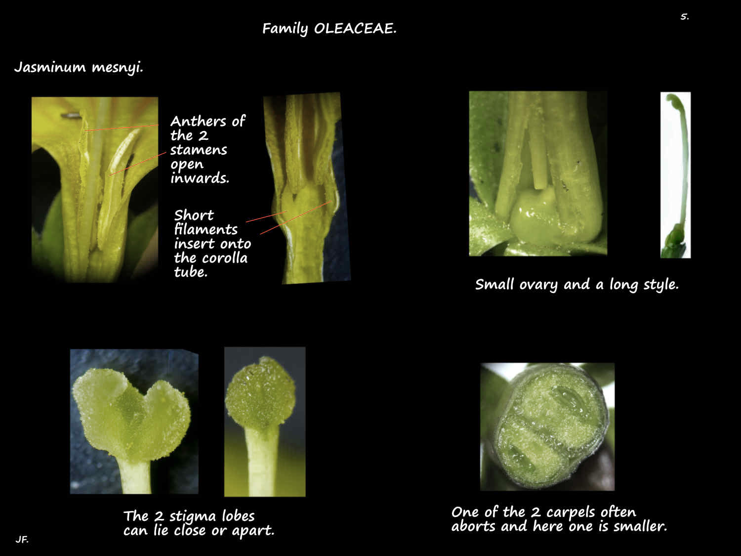 5 Jasminum mesnyi stamens, stigmas & ovary